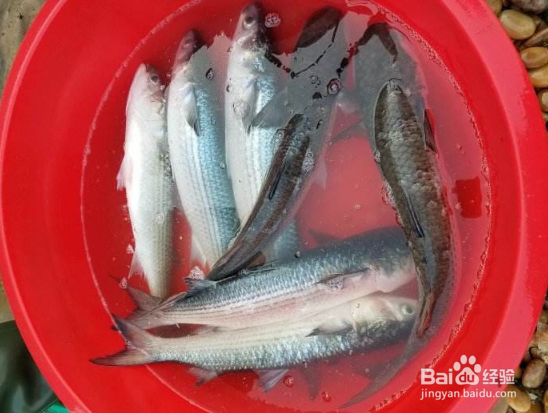 买鱼的时候应该怎么挑鱼