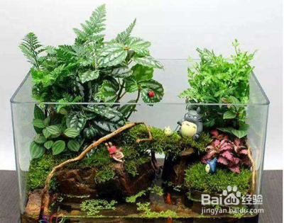 水陆缸养龟造景教程