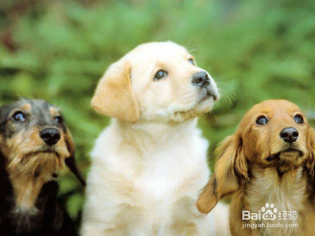 带狗狗去驱虫时要注意些什么？