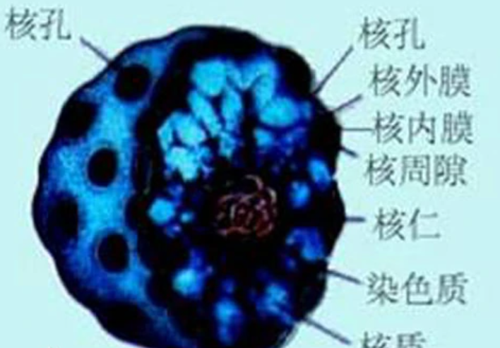 活细胞内部有个操纵细胞器活动的什么