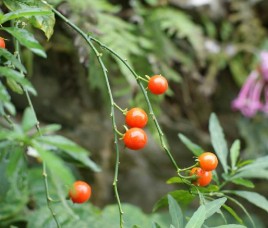 十一月有什么花