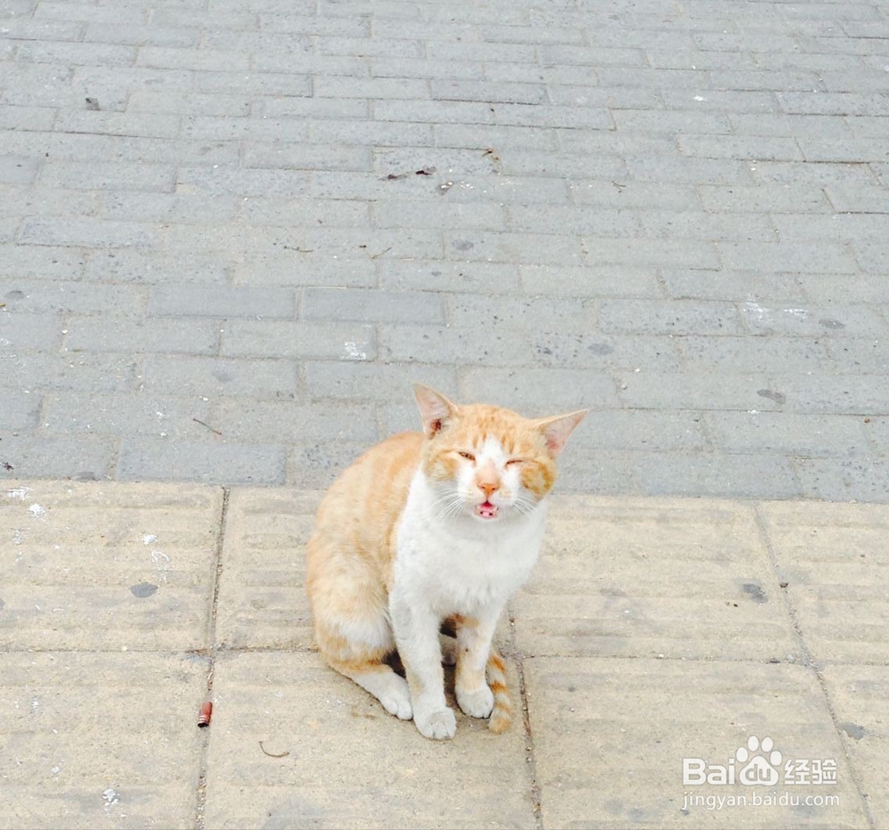 夏季养猫应该注意什么问题？