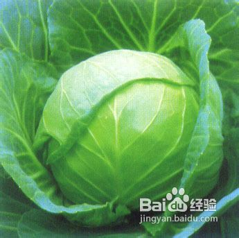 那些食物能够防病抗病?