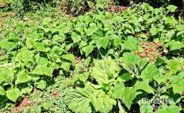 雪莲果种植方法