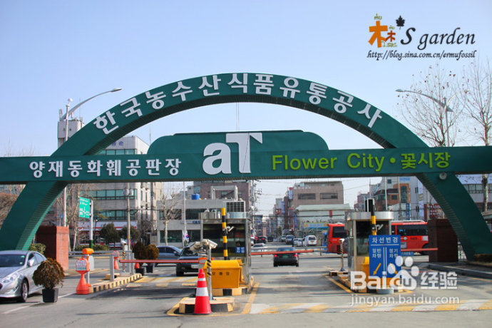 韩国游记-aT flower city 花卉市场(上篇)
