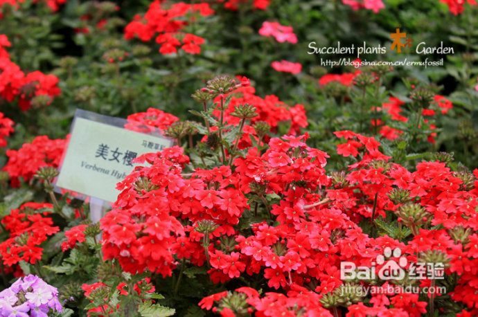 上海植物园（上）