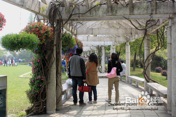 上海植物园（上）