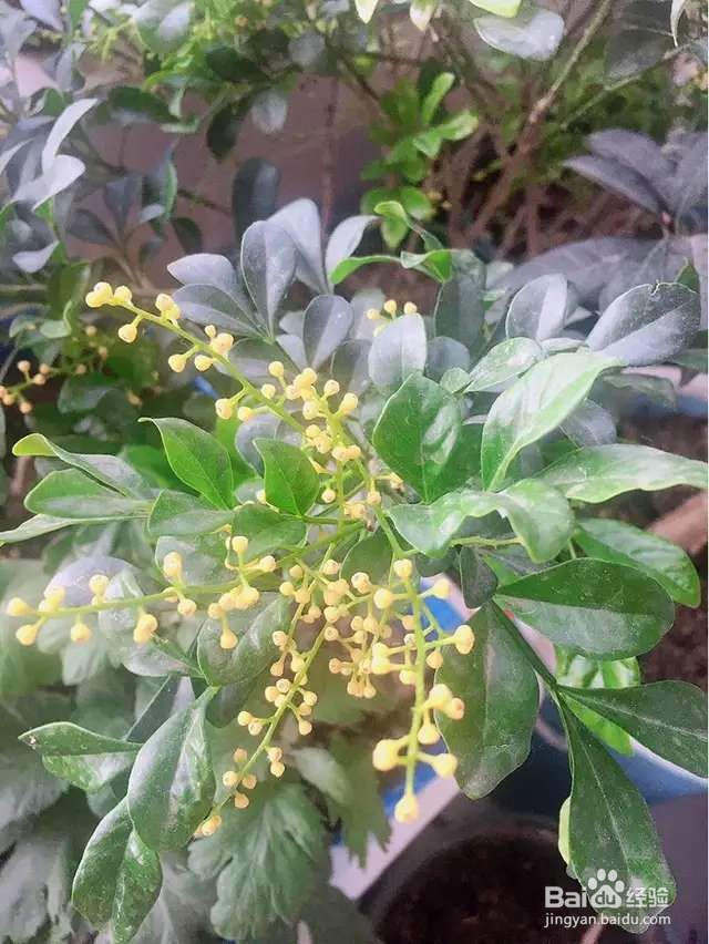 米兰浇点酸酸水，能开上千朵花，满屋子都是香味