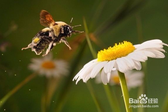 <b>食用花粉对人体的功效和作用</b>
