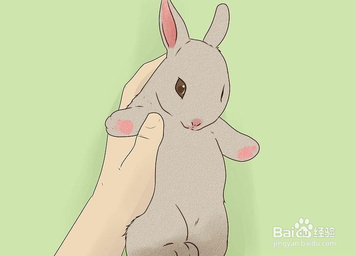 如何管理你的养兔场