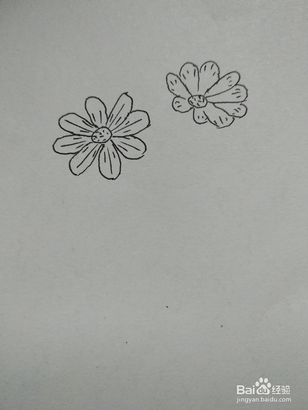 漂亮波斯菊的简笔画方法