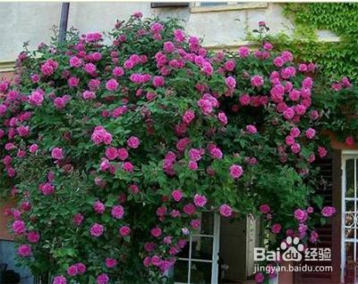 藤本月季和灌木月季怎么区分