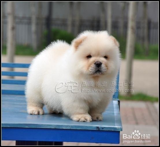 狗狗鼻头褪色怎么办