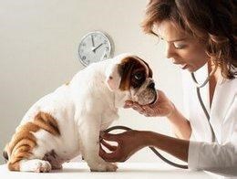 犬猫具有呕吐的疾病