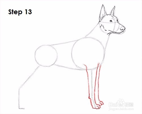如何绘制杜宾犬——加菲的吃货生活