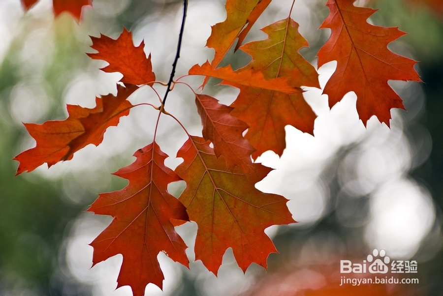 湖南张家界自助游攻略