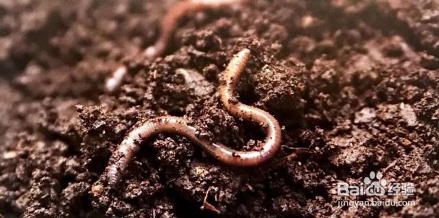 大岩桐花怎么养