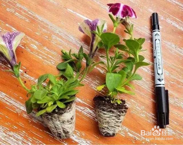 矮牵牛的种子你见过吗?播种也很简单