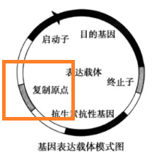 基因表达载体的构建方法是什么?