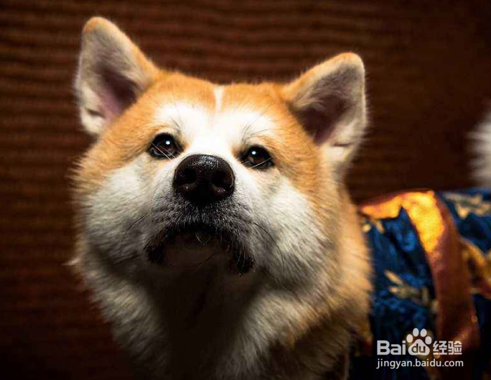 饲养宠物的注意事项以及如何照顾你的宠物