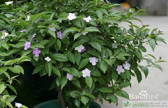 茉莉的养殖方法(超级完整)