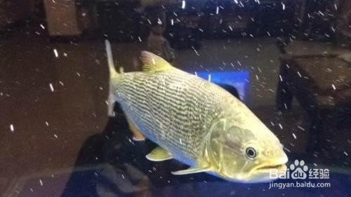 黄金河虎怎样养