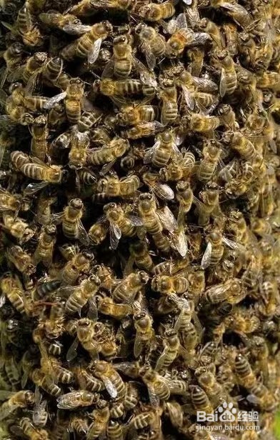 新手如何养蜂