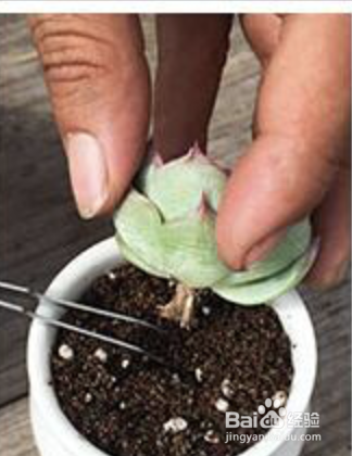 怎样种植多肉植物