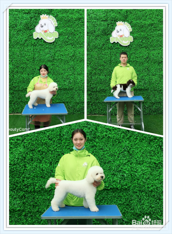 学宠物美容大概需要多久