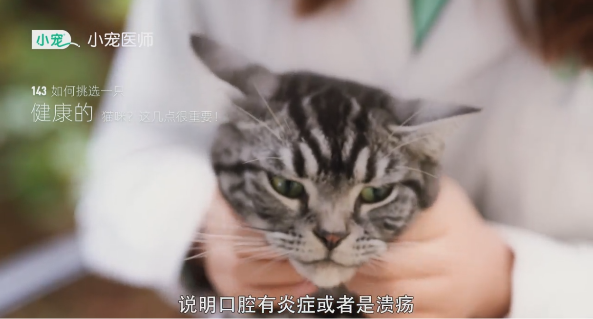 健康的猫咪要如何挑选?