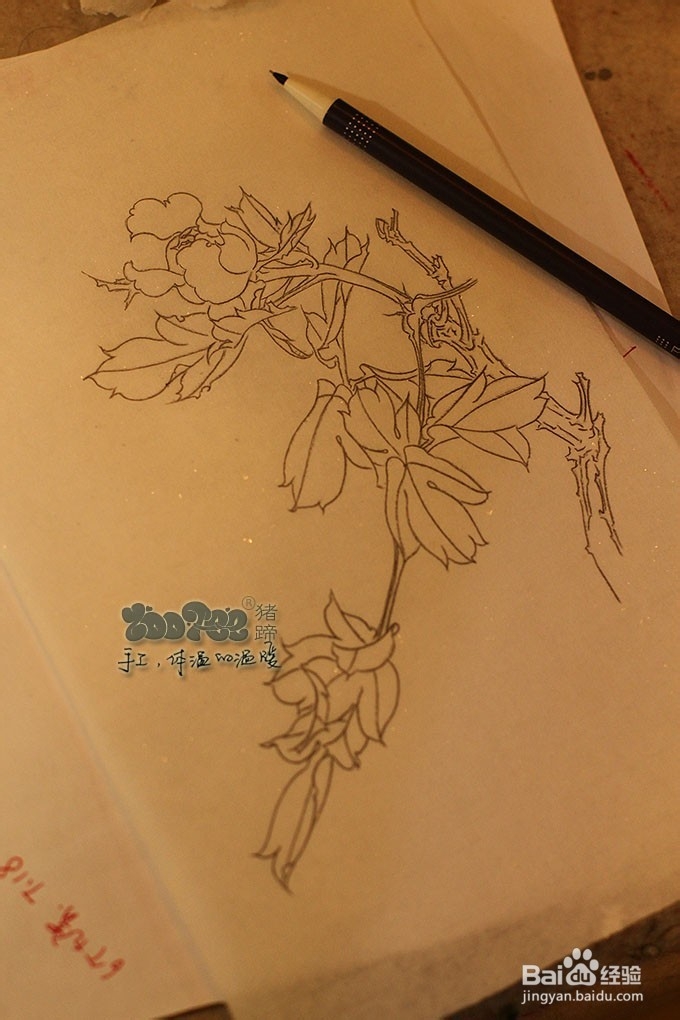 国画工笔花卉技法，起稿上色步骤图以及笔的选择