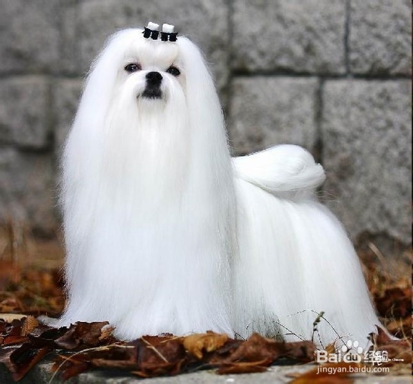 狗狗,我的世界不能没有你