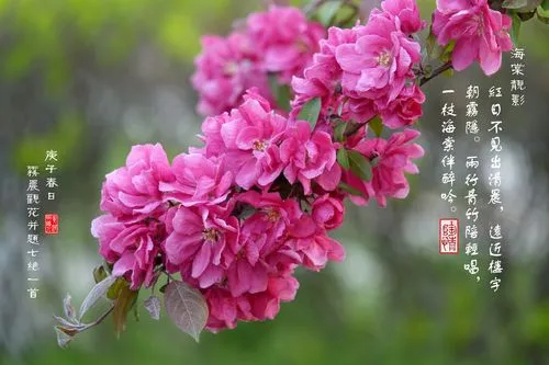 春花的诗句 古诗名句有哪些