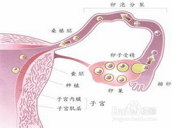 通输卵管痛吗