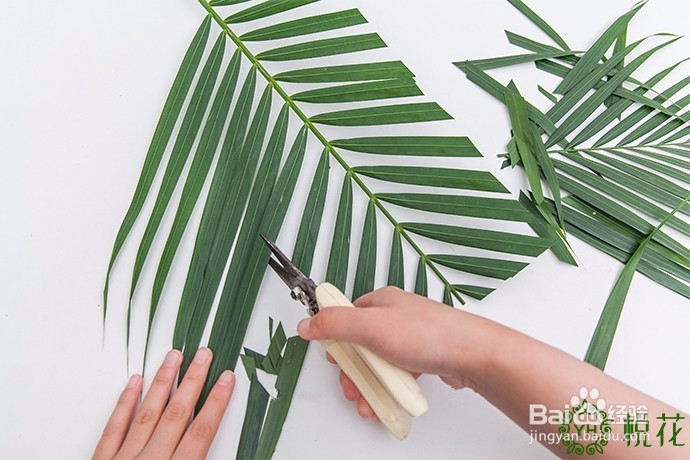 插花入门，散尾葵的5种创意修剪方式