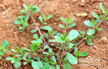 春天适合吃什么野菜