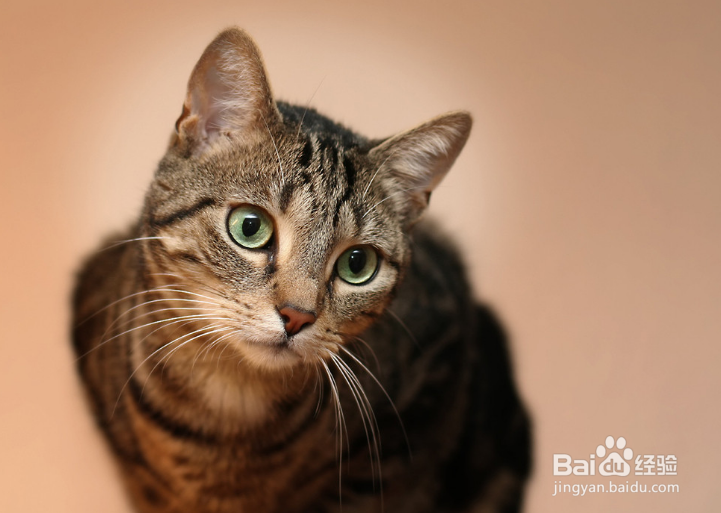关于养猫的法则，你到底又知道多少呢？