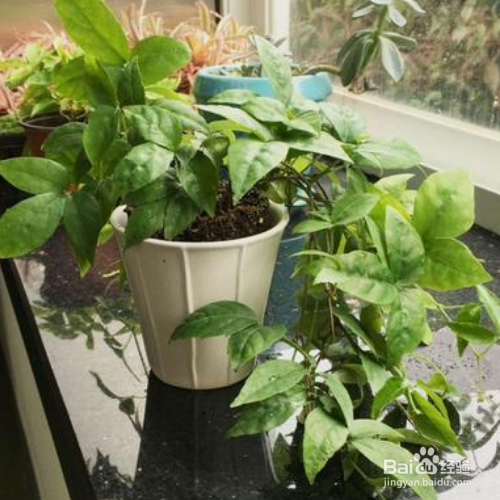 三叶青的养殖方法和注意事项