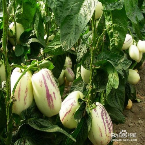 人参果树几年开花结果 百度经验