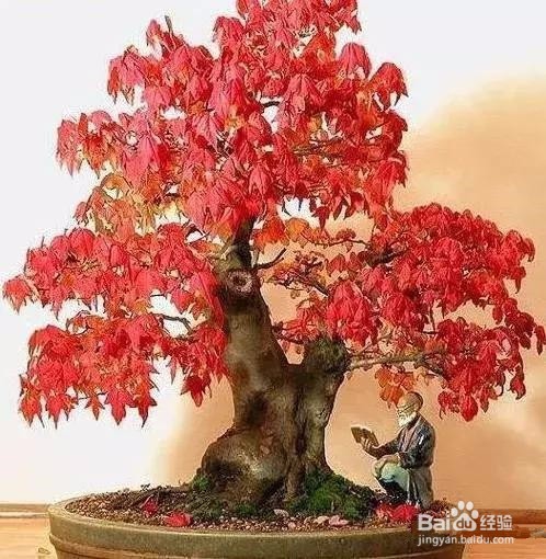枫树盆景怎么养护