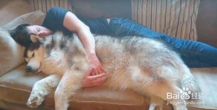 哈士奇吃醋不服，凭什么只抱阿拉斯加睡觉不抱我