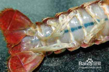 如何选择挑选小龙虾