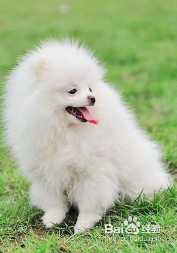 博美犬洗澡应注意哪几事项