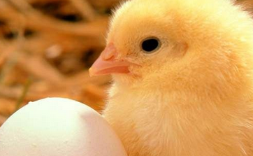 鸡蛋的挑选方法