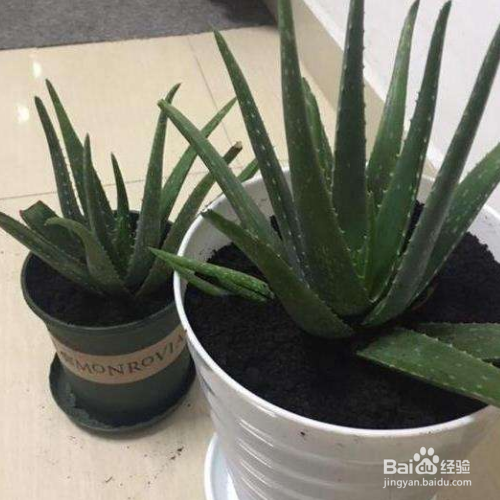芦荟怎么养殖才能更旺盛?