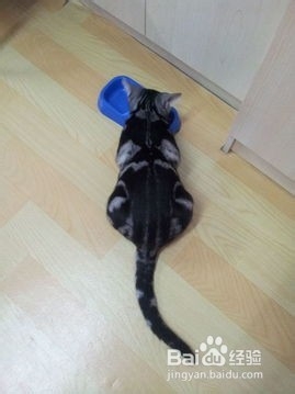 教大家如何养猫猫