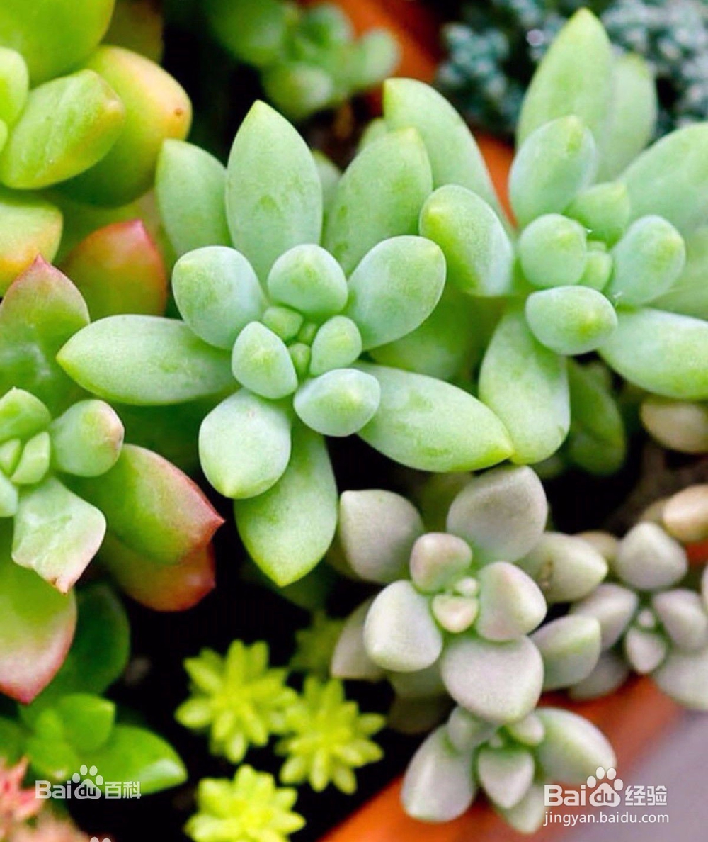 办公场所盆栽选择