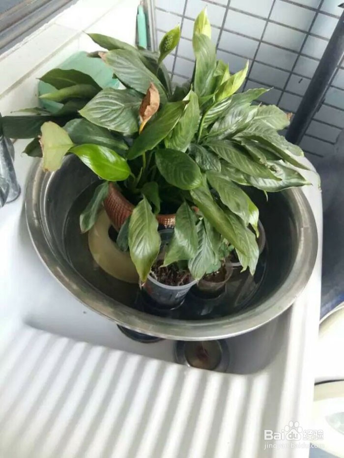 出差后自动浇花出门自动浇灌滴水花草保命方法