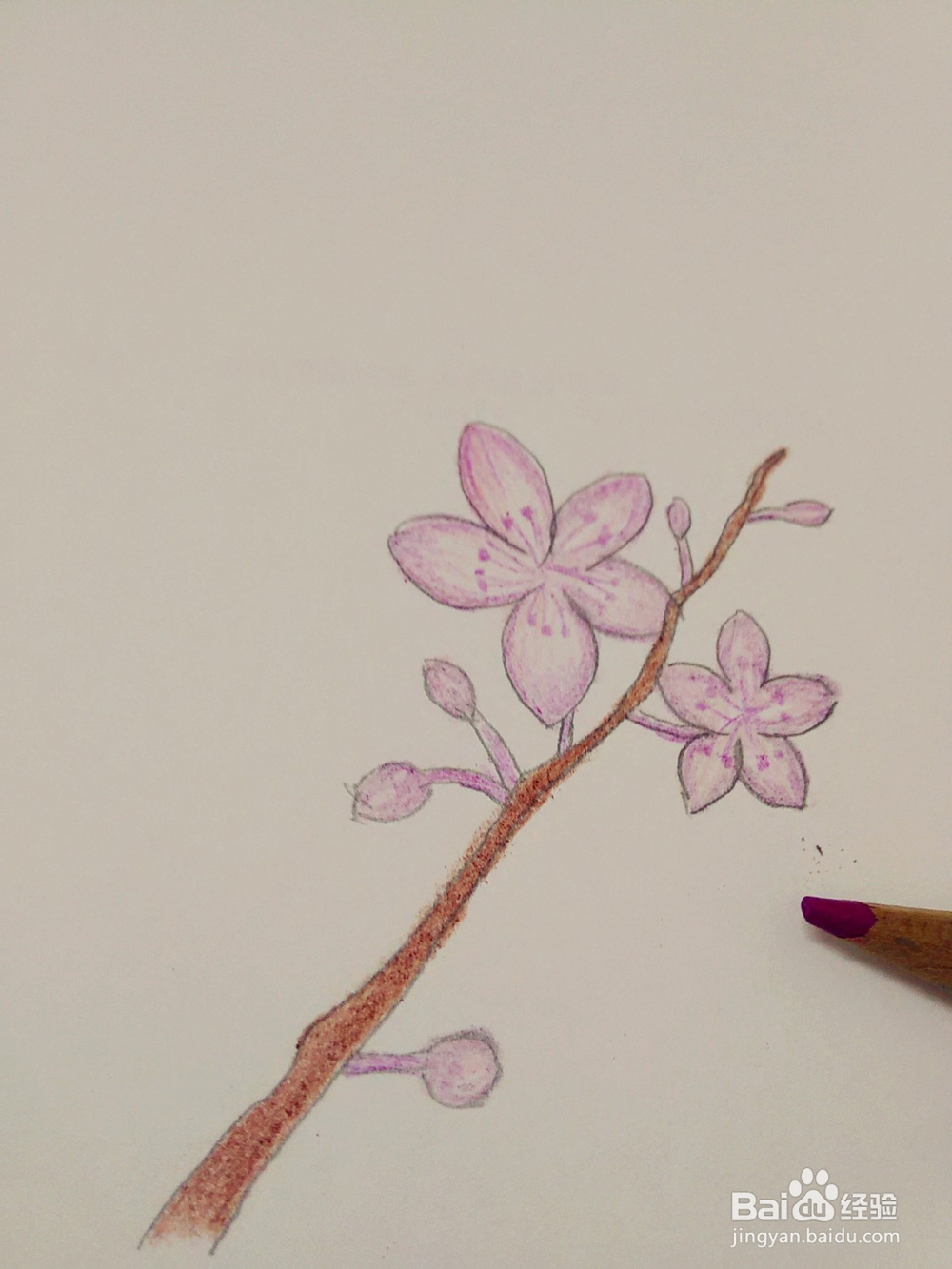 水溶性彩铅画樱花教程