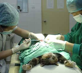 新手养猫需要注意哪些事项